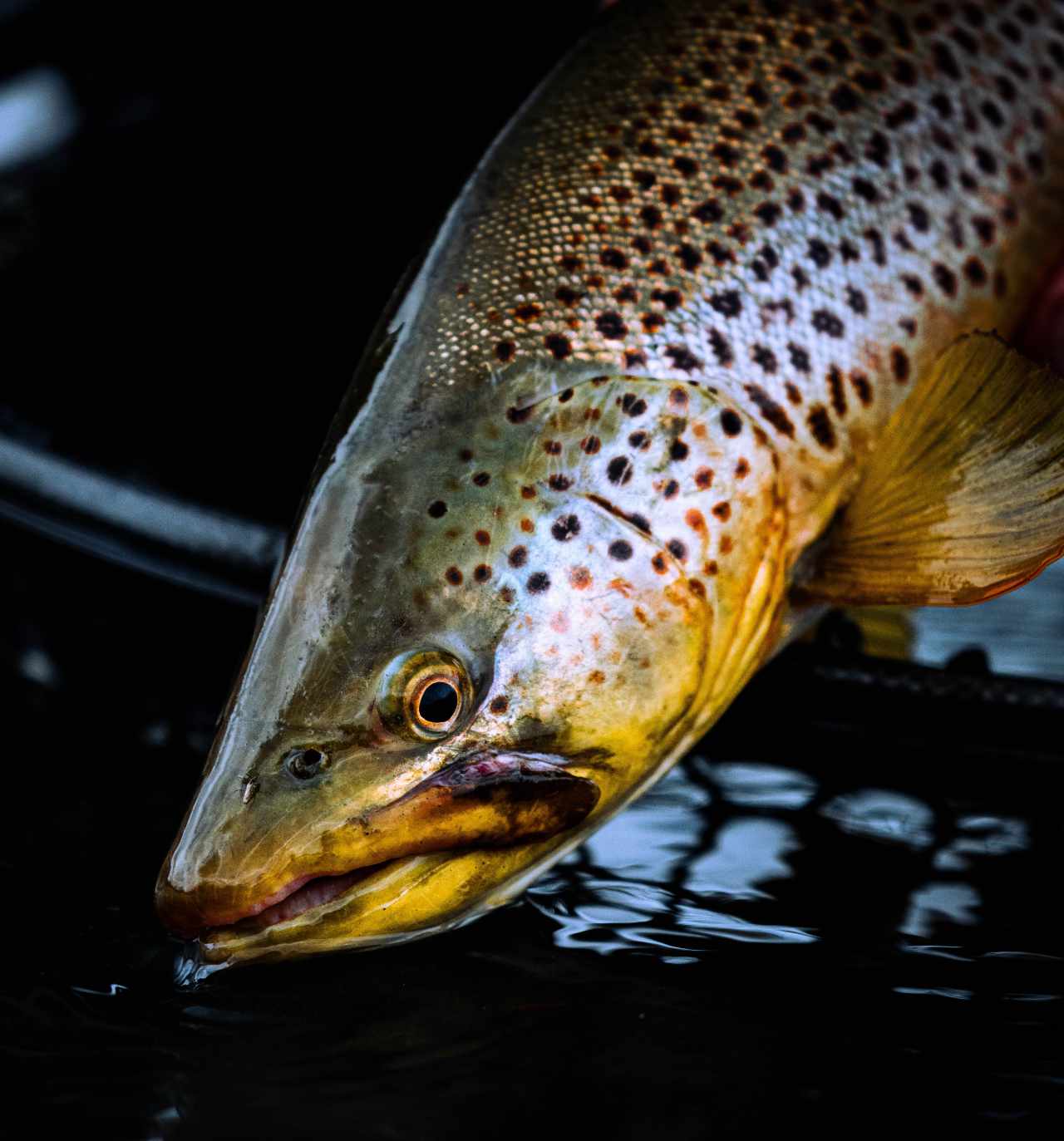 up close photo of trout being held close to water with dark background